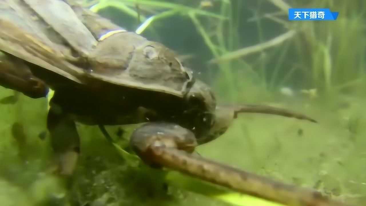田鳖捕食青蛙，感觉被咬一口很疼啊！_高清1080P在线观看平台_腾讯视频