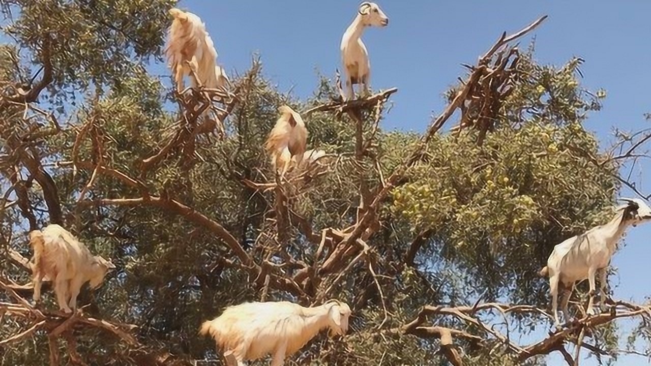 山羊对树图片