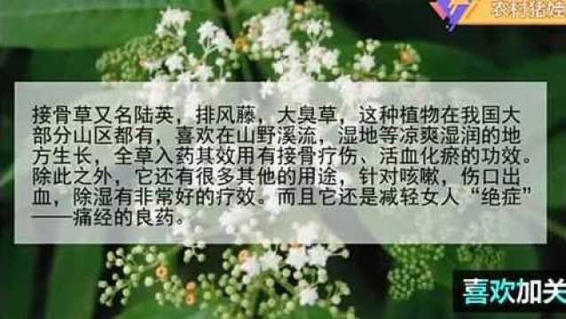 农村深山有种接骨草,能接骨,真有这么神奇吗