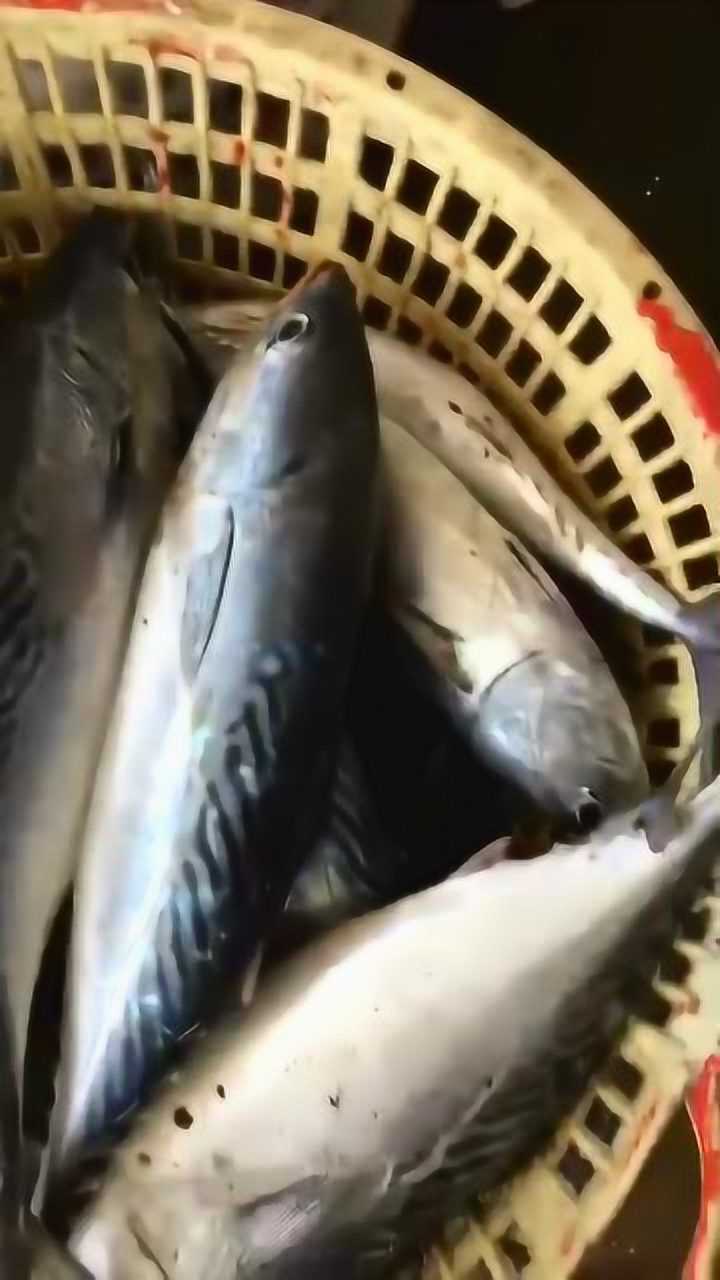 泛滥的花阳鱼今年特别的多,煮汤一绝