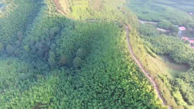 航拍海拨两千米的万亩竹海,风景真是太美了