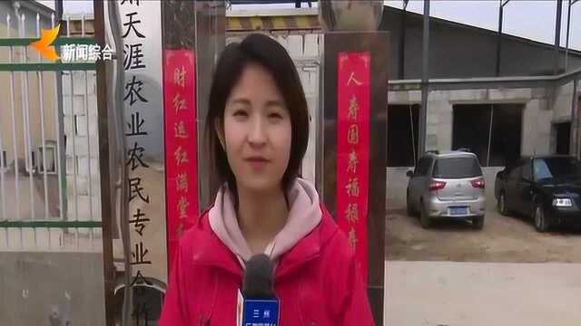 培育种植食用菌 合作社助力农民就业