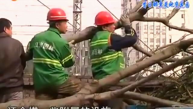 江岸区绿化队整治进行时:昔日邮票菜地变花园