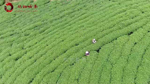 带你去看广西姑娘采茶,听采茶歌,有多少人记得刘三姐这首歌?