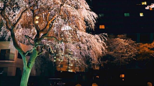 日本常圆寺,景美人少,欣赏夜樱最佳目的地之一!