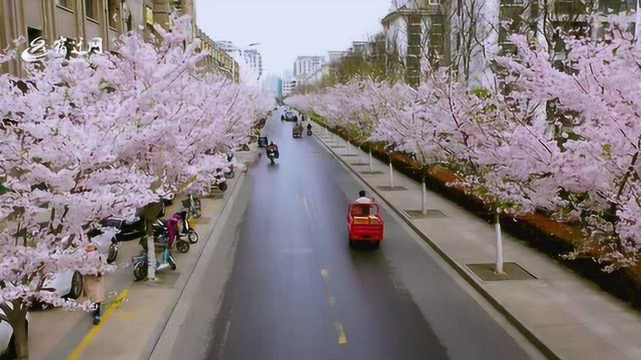 宿迁樱花大道