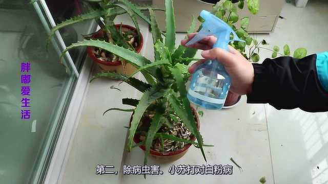 你知道小苏打对花草的用处吗?学会这4个技巧,花卉颗颗爆盆