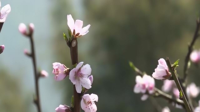 元岩村雪白李花开满山 加片尾