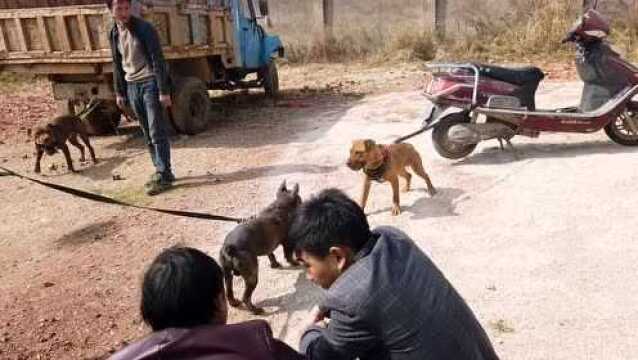 关东猎犬很多人都说专门用来打猎,面对比特犬丝毫不甘示弱!