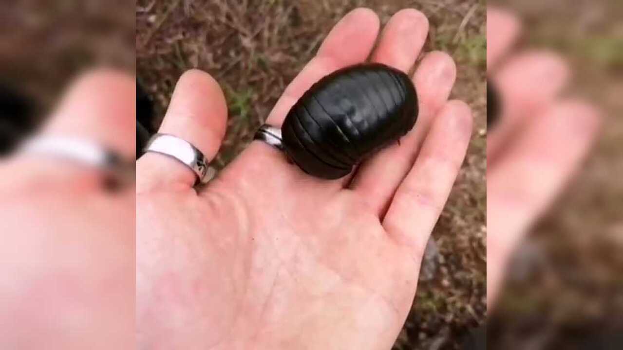 世界上最大的球马陆可长达9cm