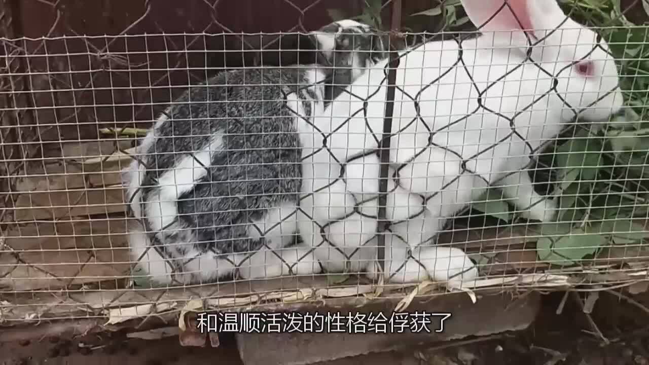 如何科学喂养兔子小编带你解锁养兔常识,既喂养方便又节省空间_高清1080P在线观看平台_腾讯视频