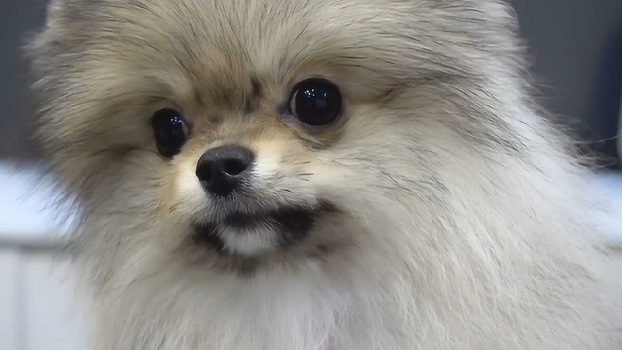 一只罕见地灰色博美剪毛,剪完后不敢相信了,网友:也太可爱了吧!