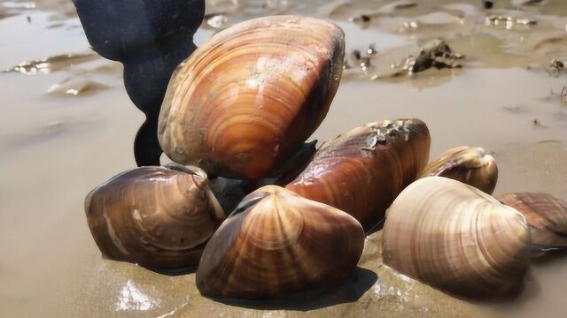 大退潮青蛾怎么都搁浅沙滩上?霞浦赶海小伙乐开花