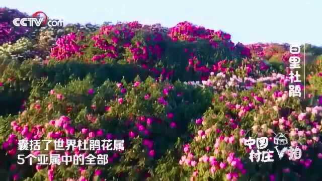 这里被誉为“地球的彩带世界的花园”,百里杜鹃穹山留异香