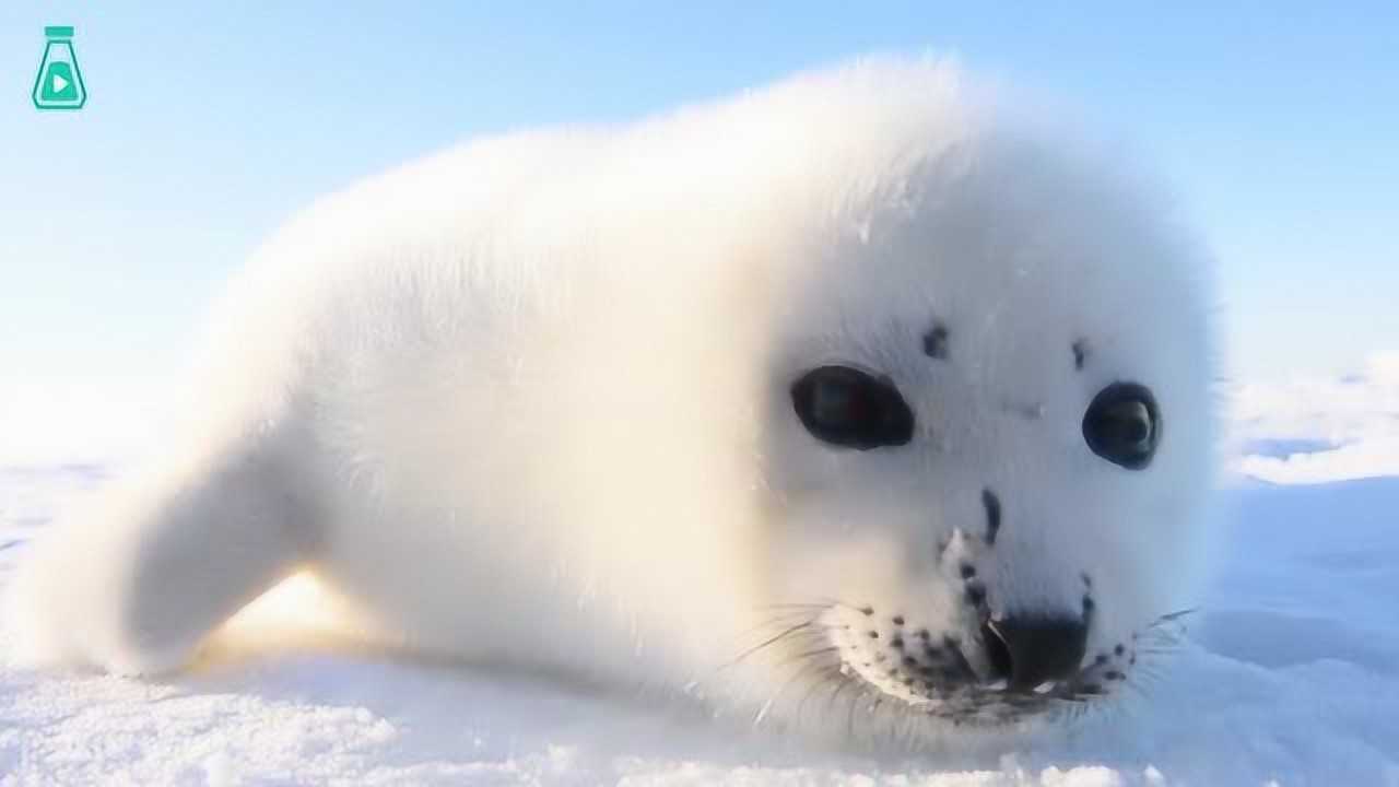 魁北克的竖琴海豹宝宝,这全身雪白的毛茸茸和大眼睛