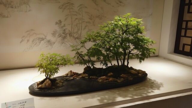 扬州瘦西湖扬派盆景博物馆盆景展