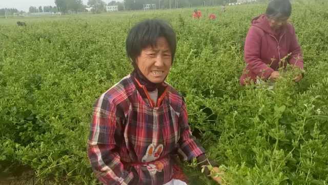 实拍河南农村金银花采摘现场,首次采摘20多人,这是丰收的节奏