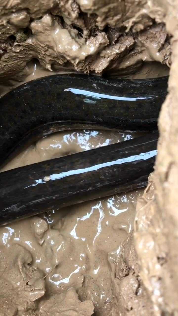 罕见青色黄鳝洞