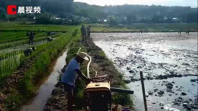 “中非'湘'约企业行”袁氏种业:一粒种子改变非洲