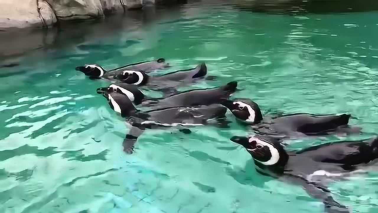 企鹅的叫声，听过吗_高清