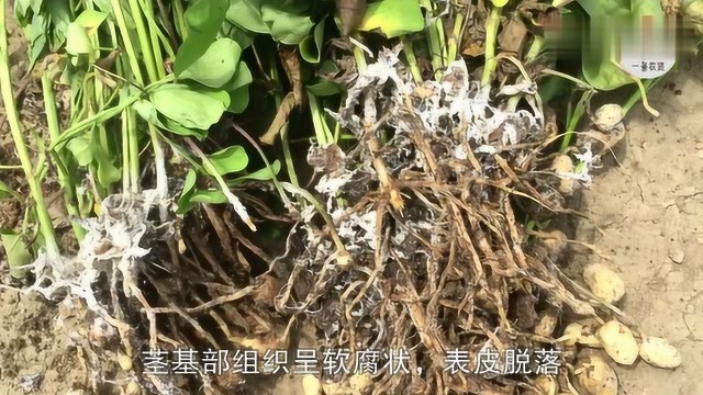 《老毛话农业》第39期:花生白绢病的危害与防治(建议收藏)