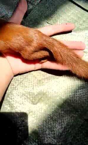 极品红色魔王松鼠,毛色非常亮