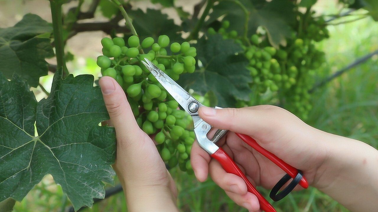 阳光玫瑰葡萄疏果要咋留?小伙告诫第一次疏果不要太狠,学习了