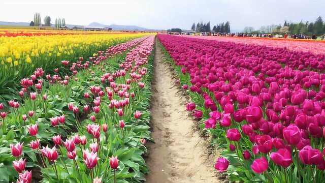 郁金香花海欣赏,壮观的郁金香美景邀您共赏