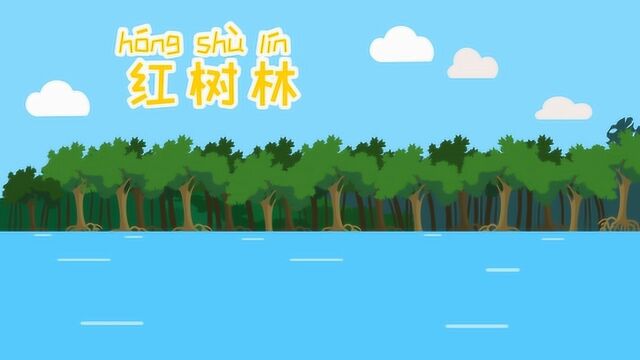 为什么红树是天然的海水淡化器?