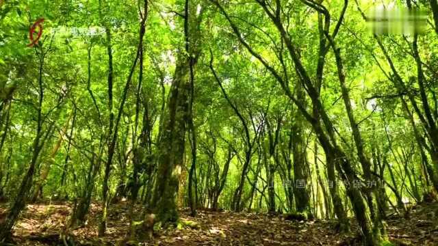 红色浙西南绿色新丽水这里是丽水新浪浙江