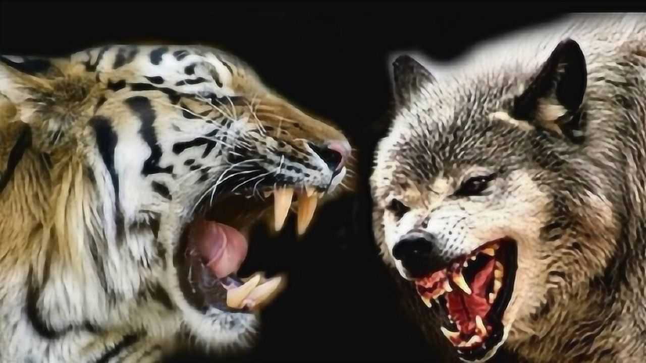 老虎不吃狼?狮虎:你吃一个试试