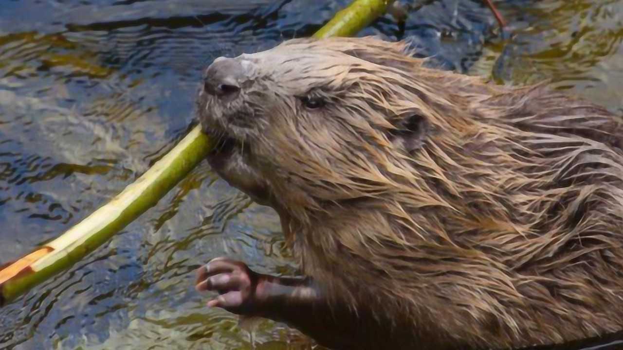最能干的动物,"自然界水坝工程师"河狸的建筑之路!