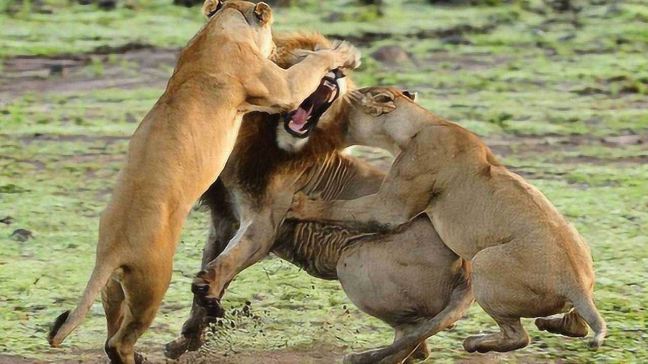 母狮激烈打斗,雄狮赶来插手,下一秒意外发生了,镜头纪录全程!