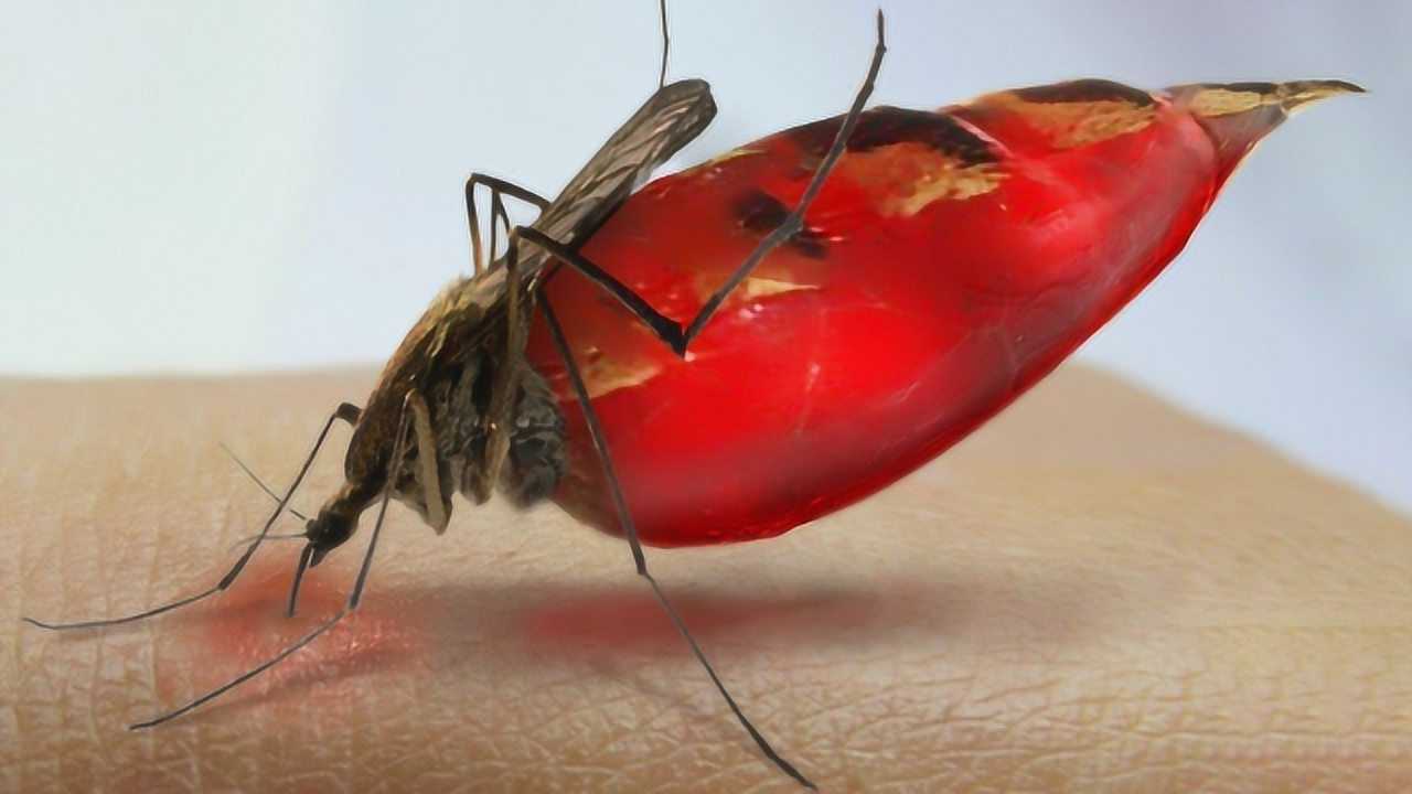 公蚊子只吃露水那母蚊子为什么非得吸血呢看完难以置信