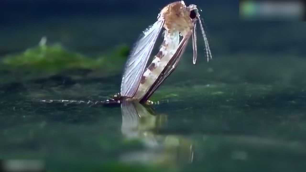 孑孓是哪种动物的幼虫