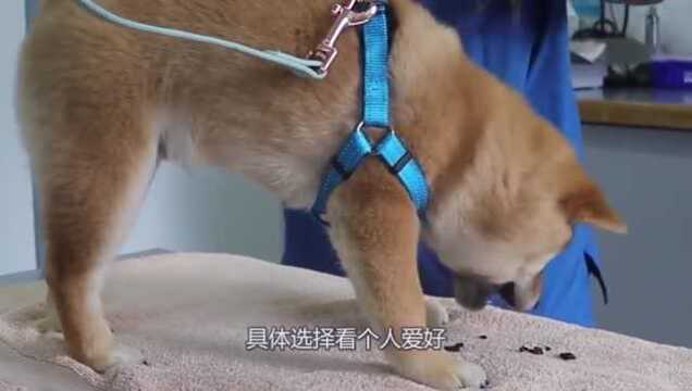 秋田犬和柴犬的性格对比, 你想养哪只呢