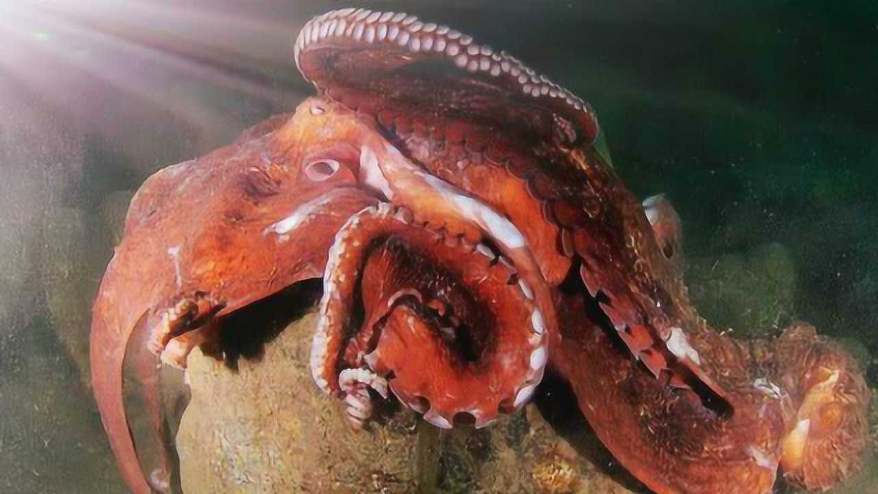 3米长章鱼死死缠住鲨鱼,吃鲨鱼就像吃浪味仙,网友:美滋滋!