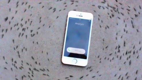 蚂蚁死亡旋涡是什么？将手机放进蚁群后，有趣的现象发生了！