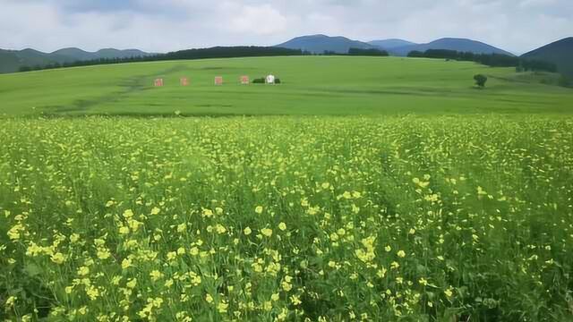 避暑胜地!河北坝上8月万亩油菜花开,游客穿长袖赏花