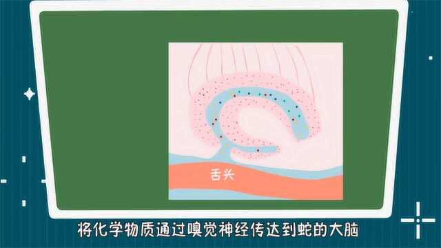 你不知道的冷知识,蛇为什么要吐舌头?它的鼻子的作用是什么?