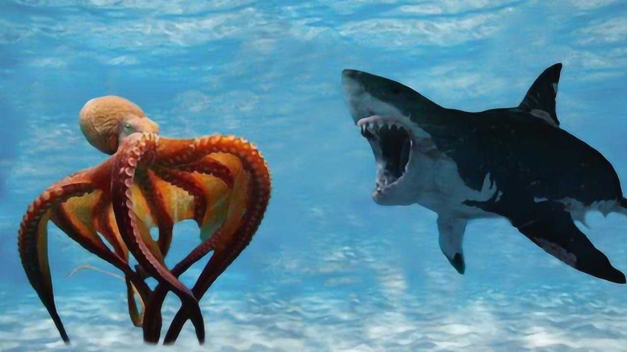 深海巨型章鱼 vs 大白鲨,大战一触即发!镜头记录全过程!