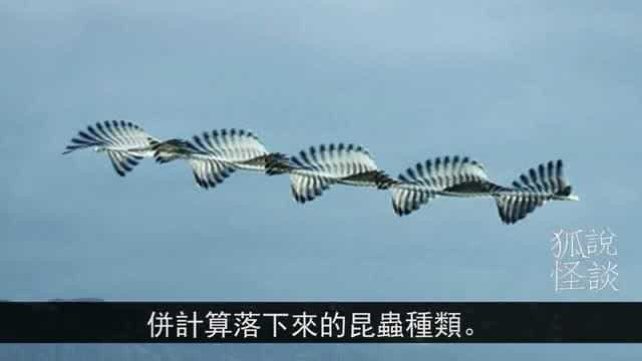 科学家揭开飞棍之谜:ufo出现的神秘生物,造型奇特行动迅速_腾讯视频