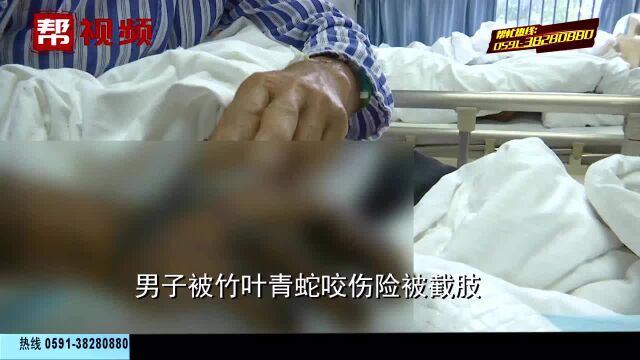 漳州一男子遭竹叶青蛇咬伤,险些截肢,医生提醒:不可用嘴吸血