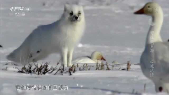 弗兰格尔岛是雪雁繁殖圣地,每年大约有十五万雪雁从美洲迁徙该地