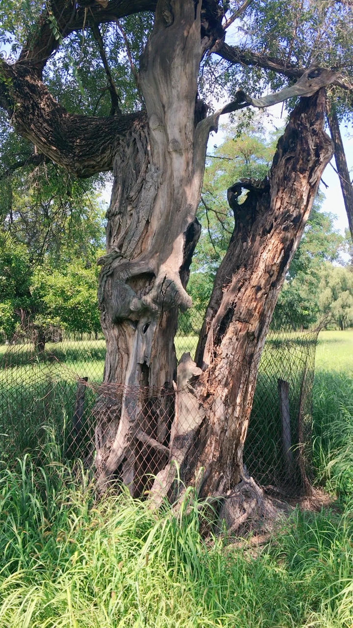 原来被雷劈的树是这个样子!在承德避暑山庄里当一颗树