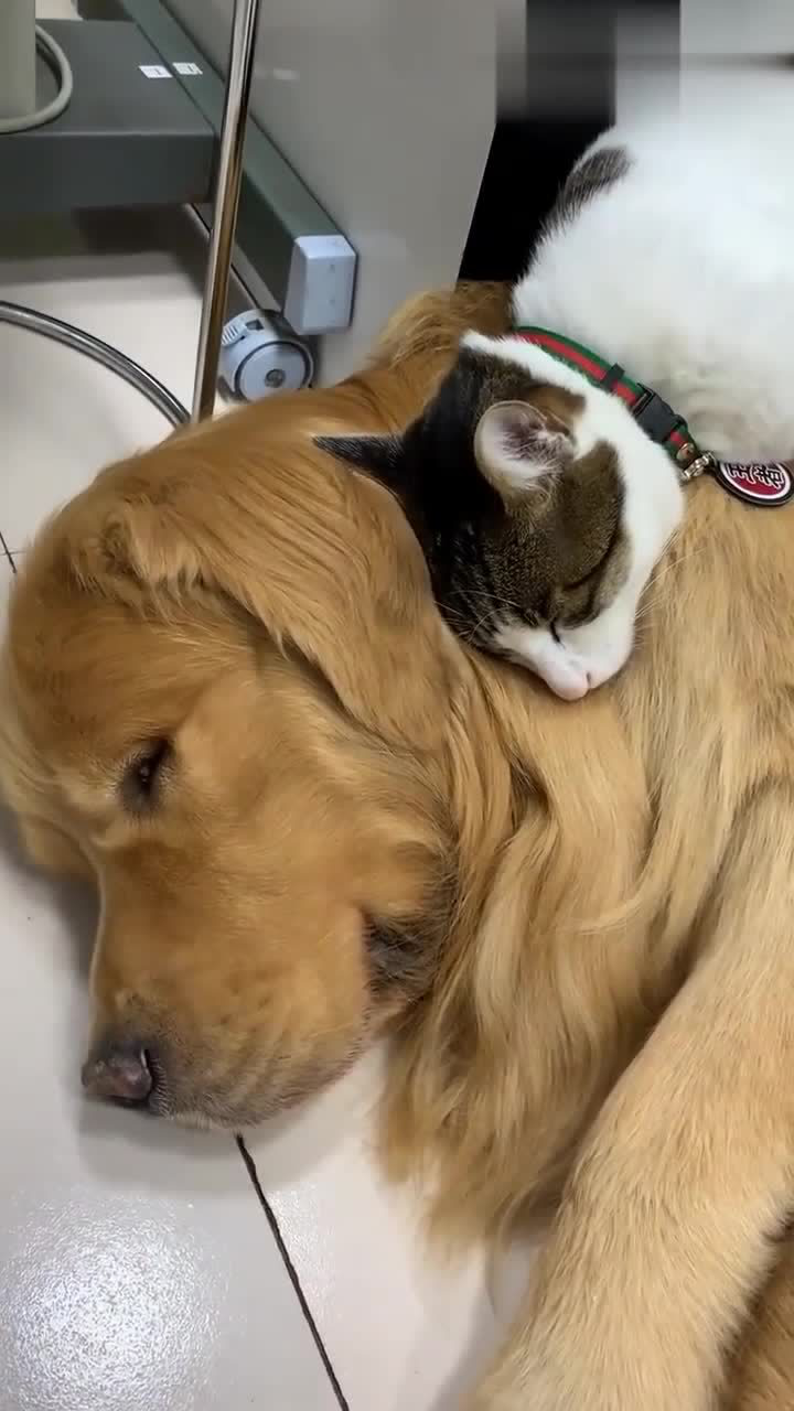 两只狗狗一只猫咪一起睡觉,这么有爱的,真是太治愈了!