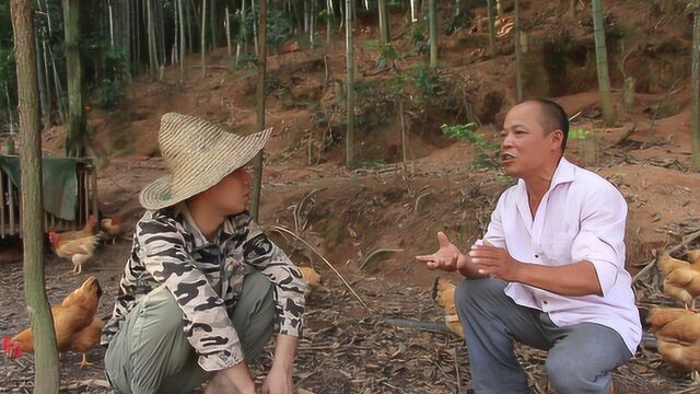 深山放养1000只鸡,土鸡蛋卖2.5元一个农民却还是没钱赚!