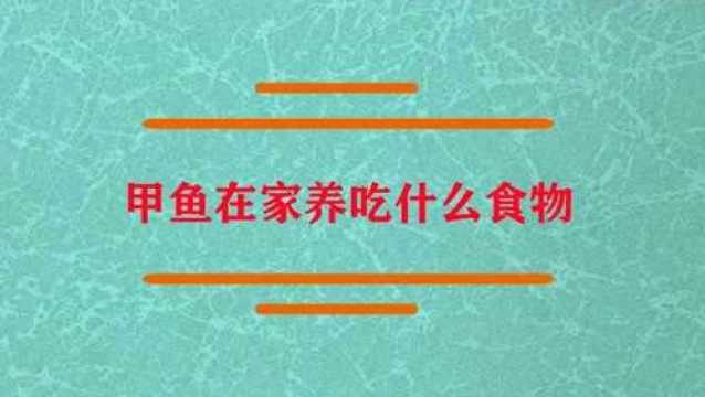 甲鱼在家养吃什么食物?