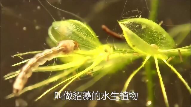 几种看似无害的植物,见过猪笼草,没想到这几个也在其中