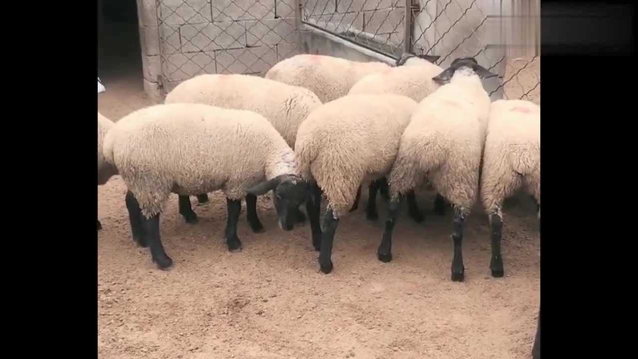 纯种的萨福克羊这养的也太好了吧不知道啥时候出栏